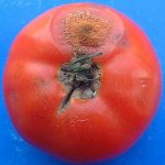 Colletotrichum-sp.-tomate