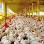 Pollos – ProducciÃ³n agrÃ­cola