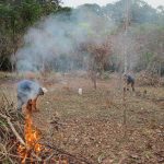 Efectos de la quema sobre la calidad del suelo