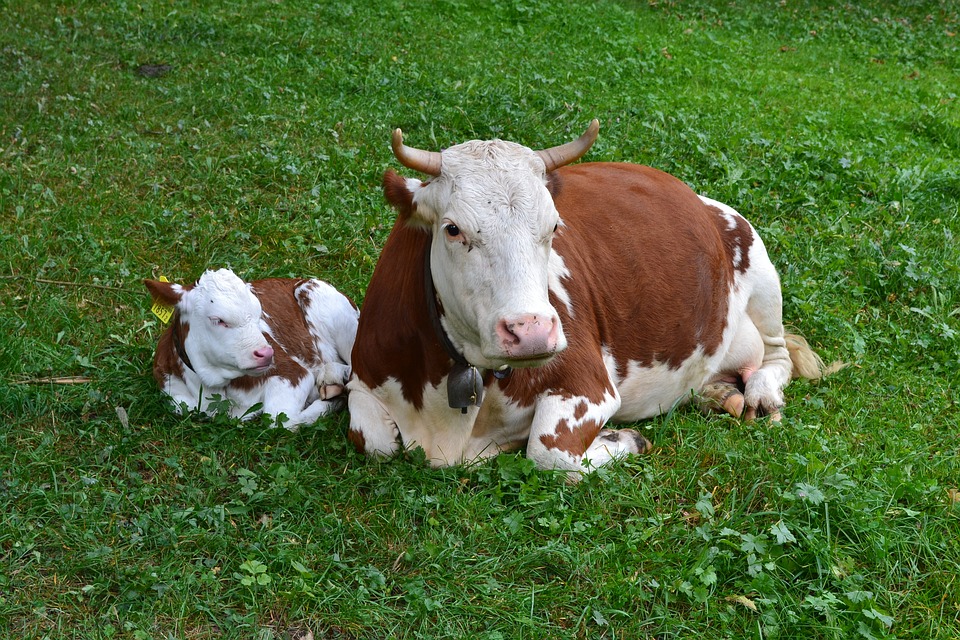 Vaca y Cría