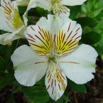 fleur-de-lis-1170557_960_720