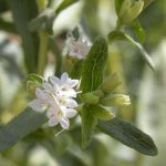 img_como_extraer_el_azucar_de_la_stevia_2809_orig