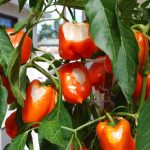 producción-de-frutos-y-relación-CN