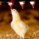 broiler-drinking-1-700×300