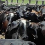 desparasitacion-del-ganado-700×300